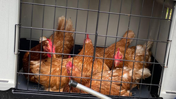 Einige Hühner in einer Transportbox