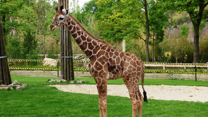 Die Giraffe Nala in ihrem Gehege