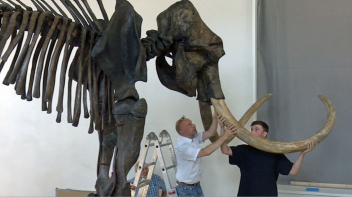 Zwei Männer bauen Skelett des Ahlener Mammuts auf