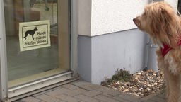 Ein Hund steht vor einer verschlossenen Glastür und darf nicht eintreten. 