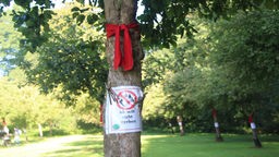 Ein Baum an der Ems mit roter Schleife und Plakat, wo draufsteht "Ich will nicht sterben".