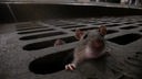 Eine Maus kriecht aus einem Kanaldeckel