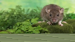 Eine Ratte sitzt auf grünem Untergrund