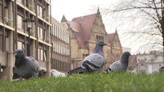 Tauben vor dem Bielefelder Rathaus