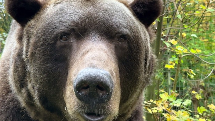 Eine Braunbärin guckt in die Kamera. 