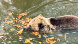 Eine Braunbärin schwimmt im Wasser mit Laub. 