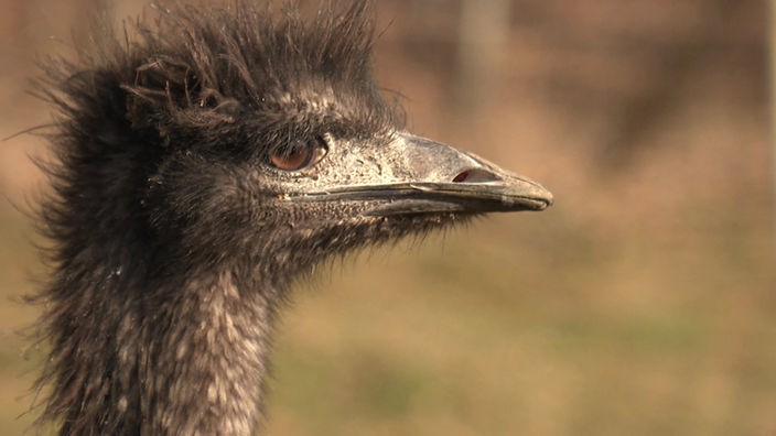 Ein Emu Kopf in Nahaufnahme.