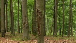 Angefressene Bäume im Wald bei Schmallenberg