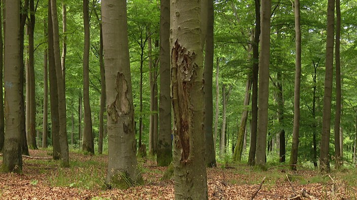 Angefressene Bäume im Wald bei Schmallenberg