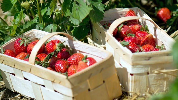 Erdbeeren pflücken