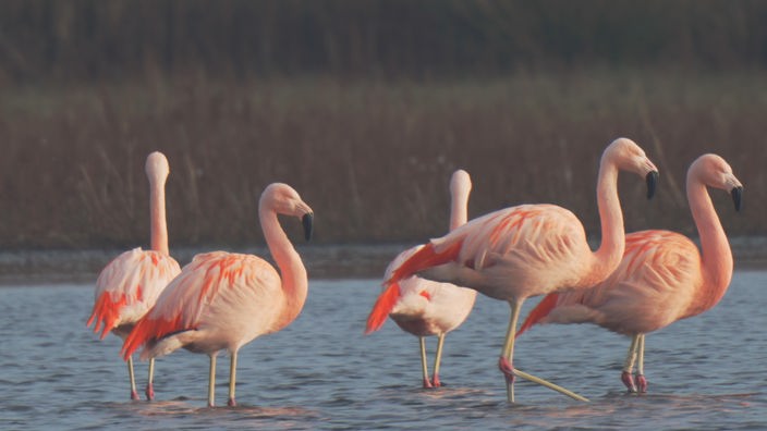 Flamingos des Zwillbrocker Venn in Nahaufnahme.