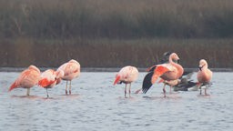 Sechs Flamingos im Gewässer des Zwillbrocker Venn.