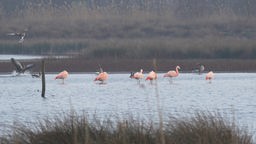 Sechs Flamingos im Gewässer des Zwillbrocker Venn.
