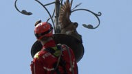 Mann in roter Feuerwehrkleidung auf einer Kirchturmspitze, auf dem ein Falke flattert