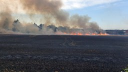 Ein Feld in Riesenbeck-Hörstel steht in Flammen, zwei Drittel sind abgebrannt. 