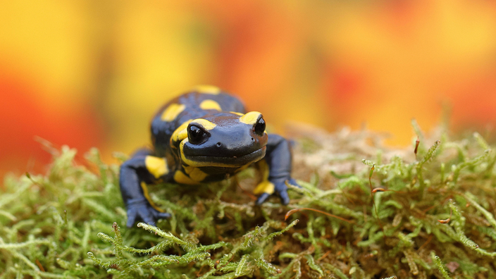 Ein schwarz-gelber Salamander auf Moos 