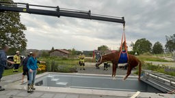 Mit einem Kran rettet die Feuerwehr das Pferd aus dem Pool