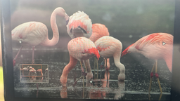 Auf dem Display einer Fotokamera sieht man die Flamingos im Zwillbrocker Venn