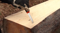Mit einem Messer wird das Holz auf seine Qualität getestet