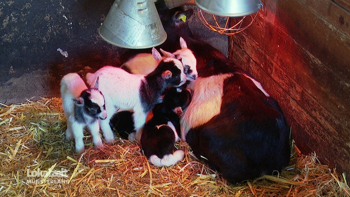 Fünf Ziegenbabys mit Mutter unter einer Wärmerleuchte.