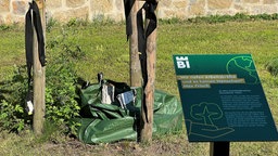 Abgesägter Baum neben Gedenktafel