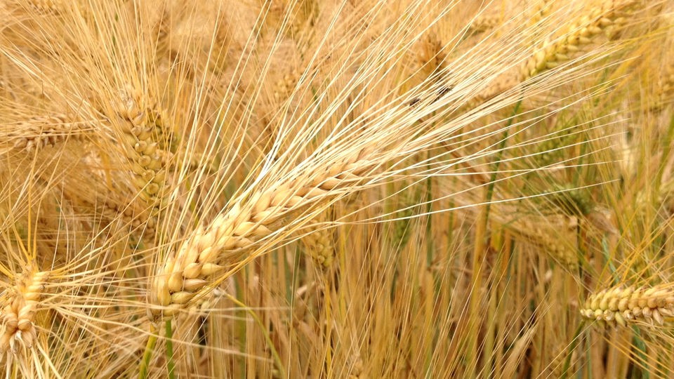 Lebensmittel: Getreide - Lebensmittel - Gesellschaft - Planet Wissen
