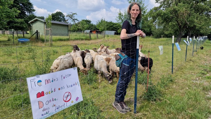 Grundschüler bringen Plakate vor Schafsherde an