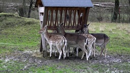 Dammwildgehe mit vier Hirschkühen