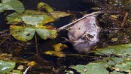 Toter Fisch in einem NRW-Gewässer