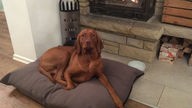 Ein rot-brauner mittelgroßer Hund liegt auf einem Kissen und schaut in die Kamera