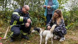 Hund nach der Rettung