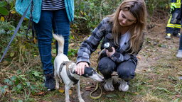 Hund nach der Rettung