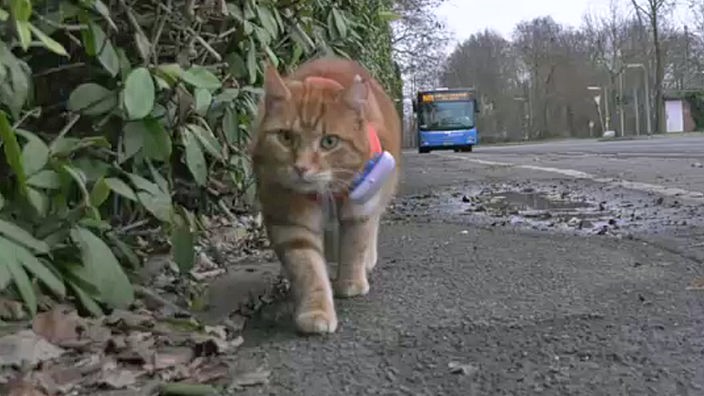 Eine Katze läuft an einer Hecke entlang, im Hintergrund fährt ein Bus. 