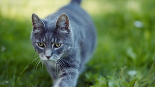 Eine graue Katze läuft im Gras und schaut dabei nach vorne