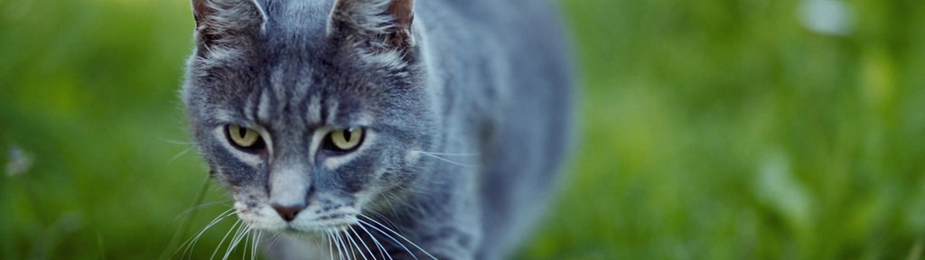 Eine graue Katze läuft im Gras und schaut dabei nach vorne