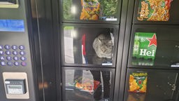 Katze hinter Glas in einem Automaten