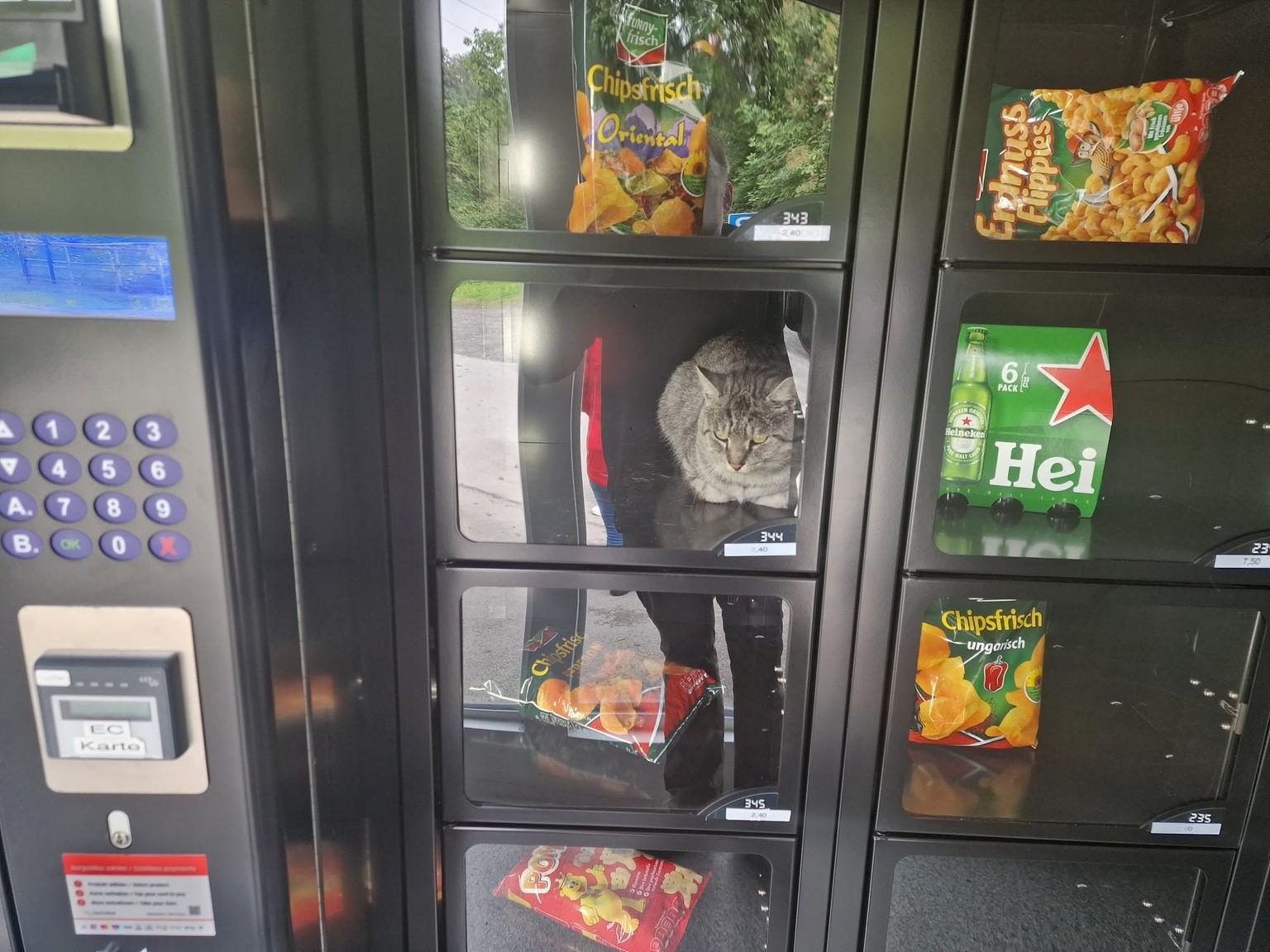 Katze im Lebensmittelautomaten eingesperrt - Westfalen-Lippe - Nachrichten  - WDR