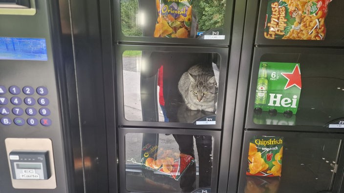 Katze im Lebensmittelautomaten eingesperrt - Westfalen-Lippe
