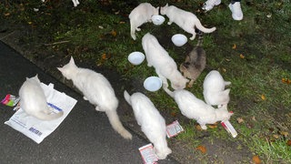 Neun katzen bei Nacht am Strassenrand, gelockt mit Futter 