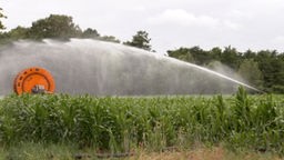 Eine Wassersprenganlage auf einem Maisfeld.