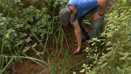 Ein Mann greift zwischen hohen Pflanzen in einen vertrockneten Bachlauf.