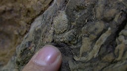 Meeresfossil in einer Höhle in Hemer