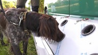 Hund trainiert das Erkennen der Schweinepest