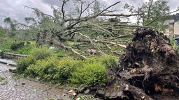 Tornado entwurzelt Bäume