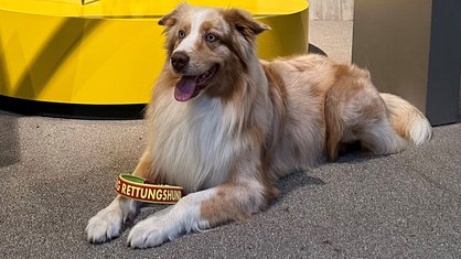 Man sieht einen braunen Hund, der ein Band mit der Aufschrift "Rettungshund" auf seinen Pfoten liegen hat