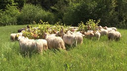 Schafherde auf einer Wiese