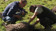 Zwei Wolfsexperten beugen sich auf einer Wiese über ein gerissenes Schaf.