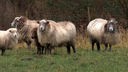 Schafe auf ener Weide