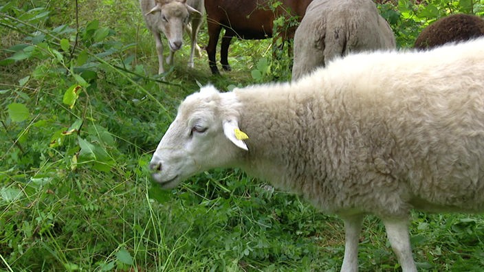 Schafe aus dem Tierheim Siegen mähen den Rasen