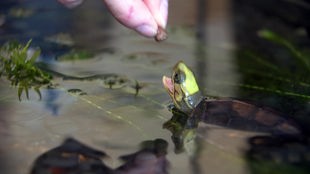 Eine Schildkröte im Wasser wird gefüttert.